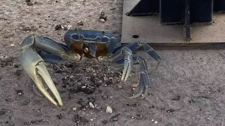 ¡Increíble! Captan a un cangrejo en paradero del Va y Ven