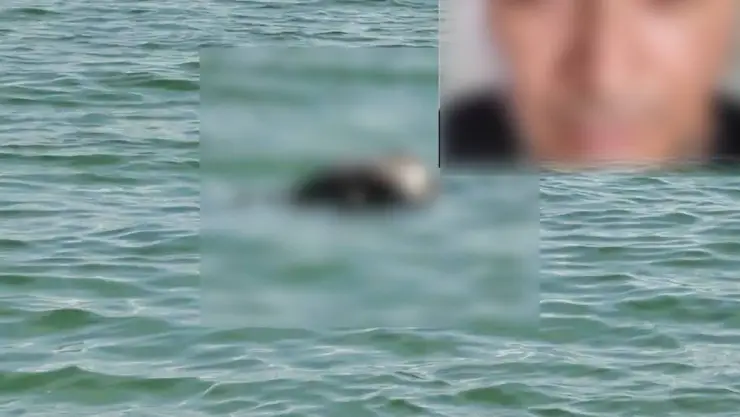Identifican a BUZO hallado SIN VIDA flotando en Telchac Puerto en Yucatán; ¿Quién era?