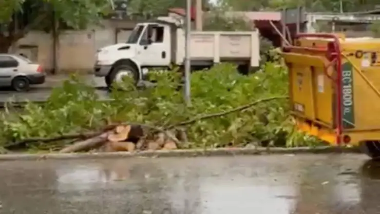 PORTADA árbol cae auto.jpg