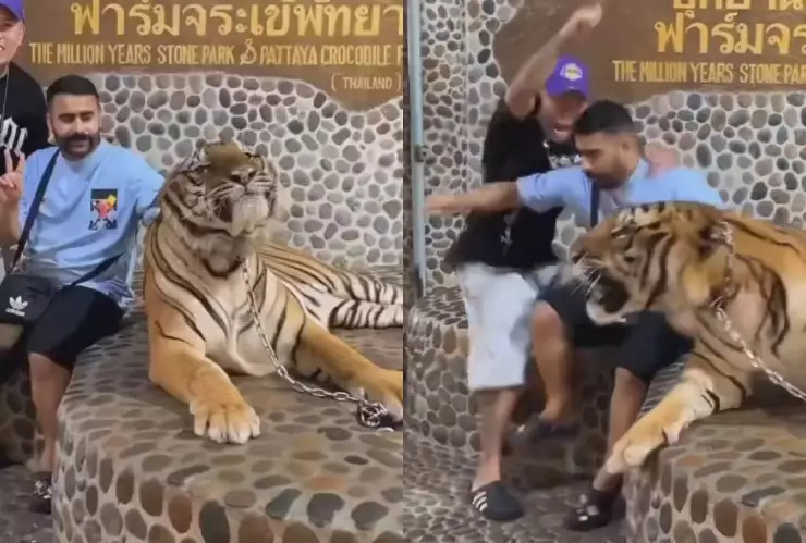 Turistas huyen de un tigre