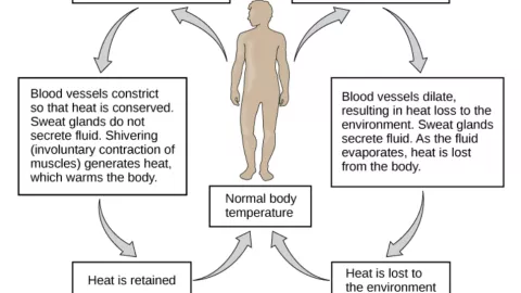 ¿Qué país de Latinoámerica que sería inhabitable debido al calor extremo?