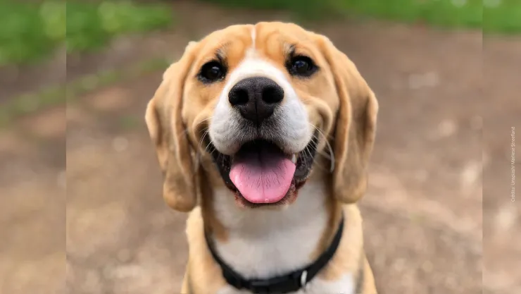 ¿Cómo identificar si estás comiendo tacos de perro?