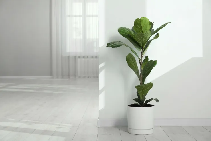 Ficus lyrata