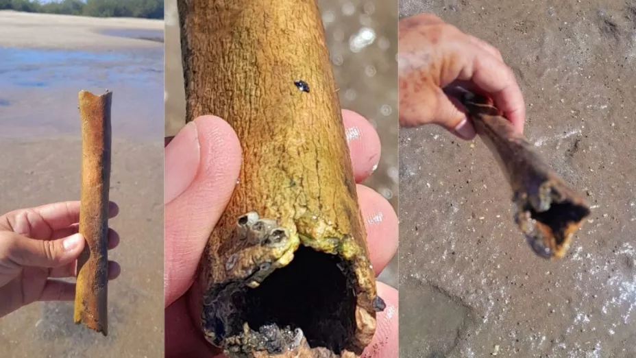 ¡Sorprendente! Encuentran un hueso prehispánico en el manglar El Conchalito en Baja California Sur