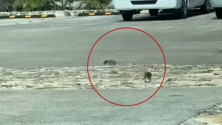 captan ardilla jugado yucatan vieoe viral