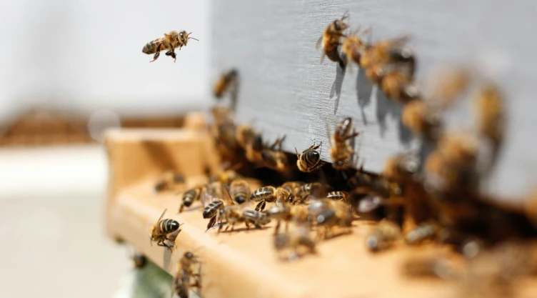 Panal de abejas.