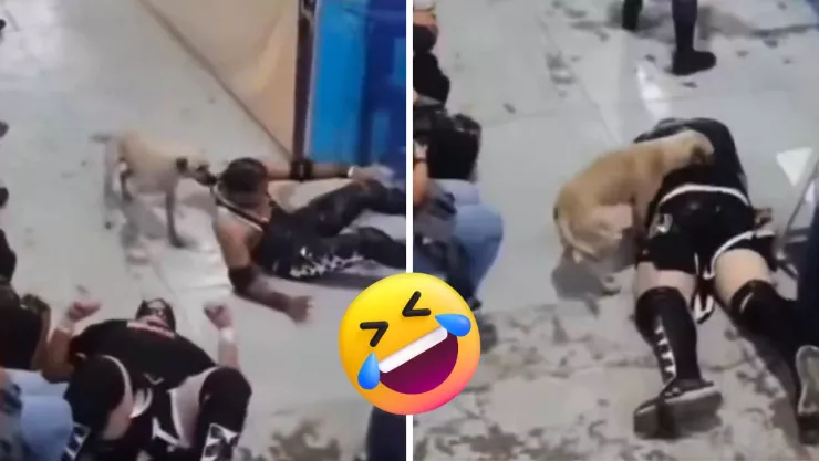 El perrito se acercó al luchador tras caer fuera del cuadrilátero