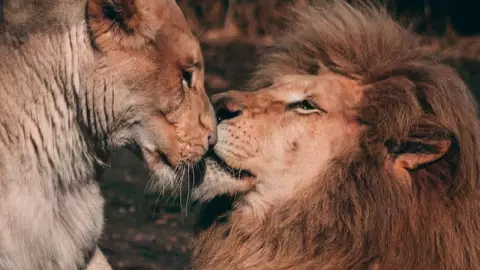 pareja de leones se aparean sobre vhiculo de safari video.jpg