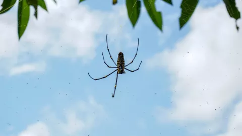 Araña voladora