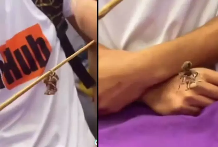 Jóvenes en China organizan peleas de arañas