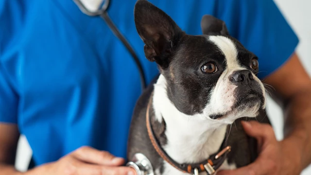 Señales en tu perro que indican que debes llevarlo a emergencias Señales en tu perro que indican que debes llevarlo a emergencias