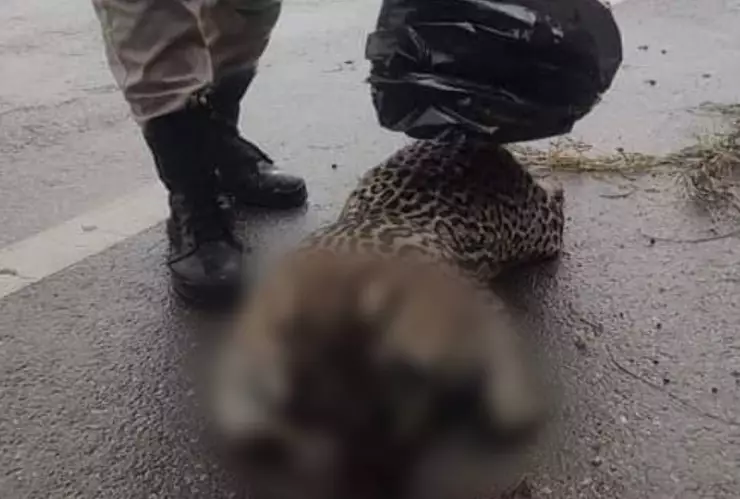 atropellan a ocelote carretera progreso