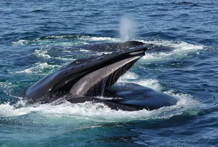 ballena jorobada.jpg