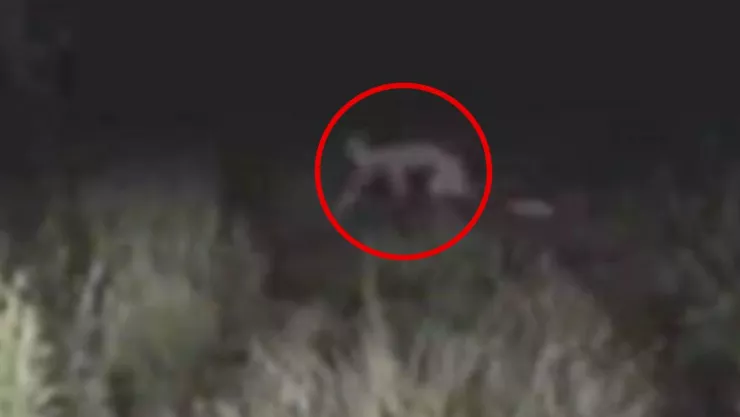 Nahual es captado en Perote, Veracruz