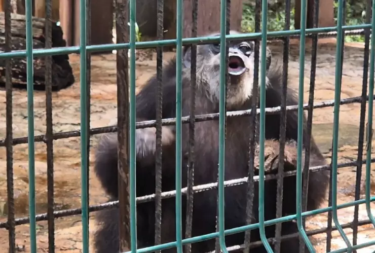 Centenario de Mérida_ Ella es Susu, la habitante más longeva que acaba de cumplir 48 años