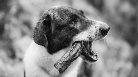 Día Internacional del Perro Callejero