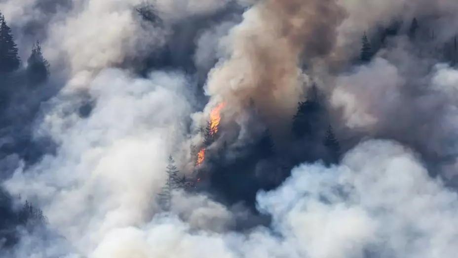 Incendios forestales en Temósachic