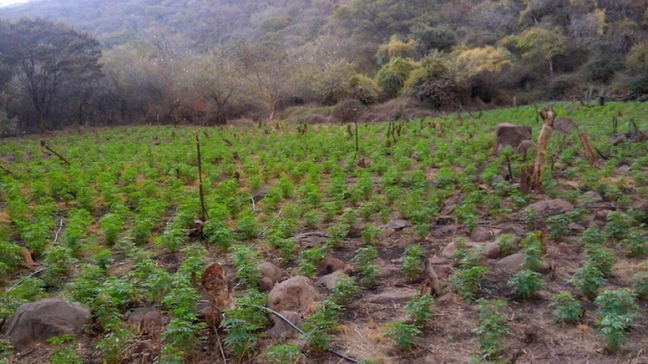 Marihuana