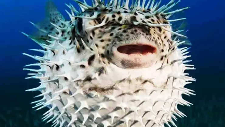 Una especie de Pez Globo