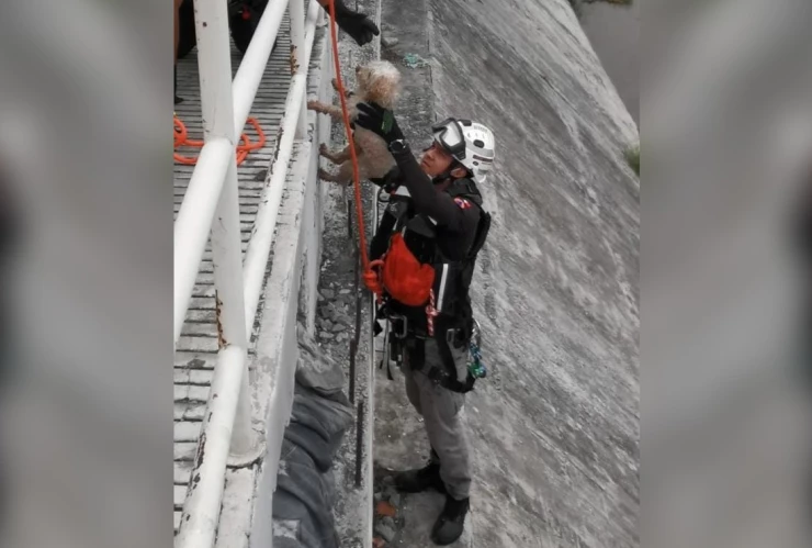 proteccion_civil_perrito_nuevo_leon