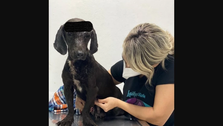 Exigen castigo para hombre que atacó con un machete a un perro que acababa de parir en Culiacán