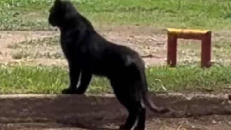 ¿Qué pasó con el avistamiento de una pantera en el parque Tangamanga de San Luis Potosí.png