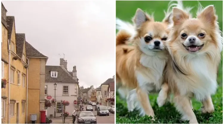 Hooligans mexicanos perros chihuahua Costwold Inglaterra.jpeg