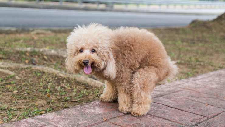 5 tips para que tu perrito haga sus necesidades fuera de casa