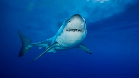 El tiburón blanco apareció en las costas del estado de Florida, Estados Unidos