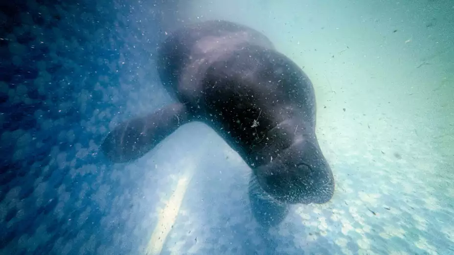 María, una manatí rescatada, nada en las instalaciones del proyecto Bicho d’Agua en Castanhal, Brasil.