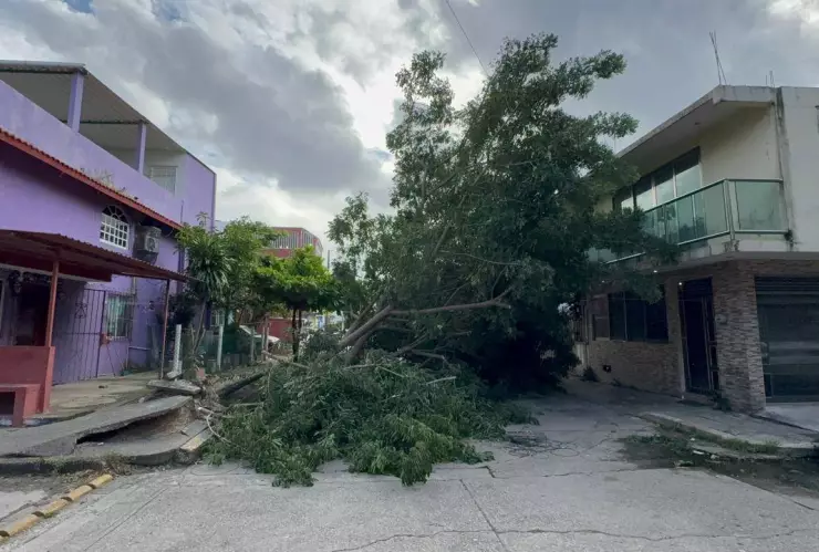 Árboles caídos en Coatzacoalcos tras paso de frente frío número 13