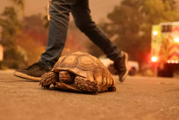 Una tortuga camina por las calles de California, durante las evacuaciones masivas
