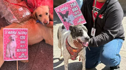 Adopción mascotas en Xalapa