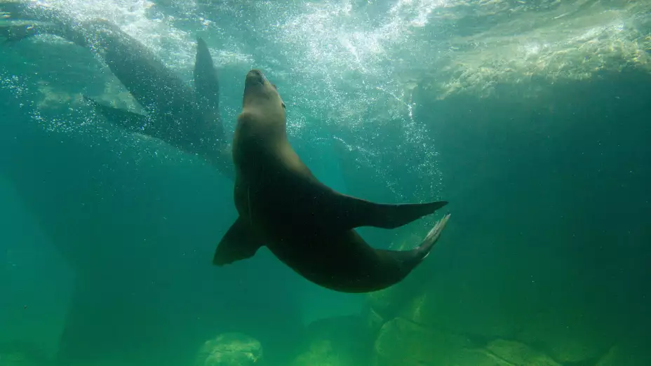Rehabilitación exitosa de hembras de lobo marino rescatadas del tráfico ilegal.jpg
