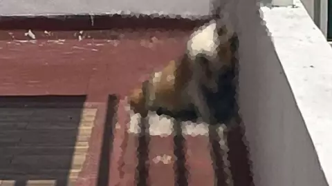 Perrito muere ahorcado y responsabilizan a integrantes de La Factoría