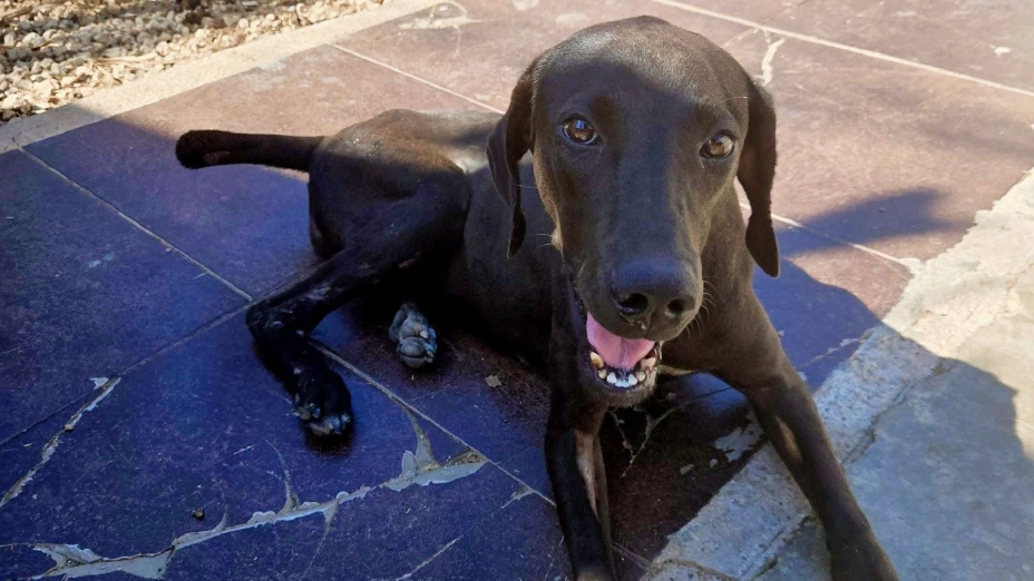 Muere ‘Negrita’, la perrita atropellada tres veces en Kanasín, Yucatán.jpg