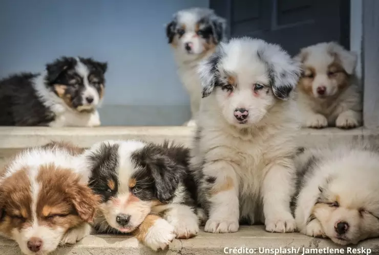 Hombre conmueve con fiesta de cumpleaños a sus perritos. (VIDEO)