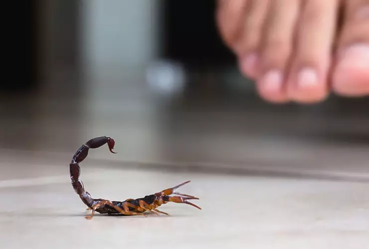 alacrán en primer plano y fuera de foco se ve un pie que se aproxima