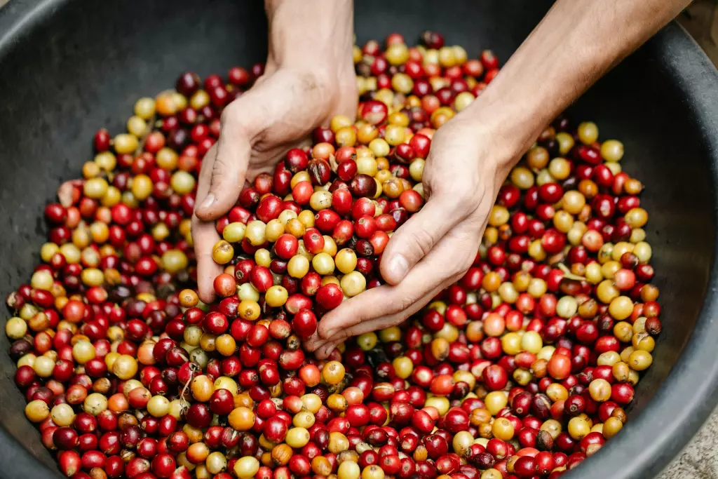 15 datos curiosos que seguramente no conocías del café
