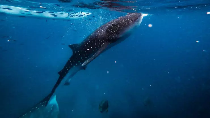 Efemérides del 30 de agosto: ¿Qué sucedió en México y el mundo?