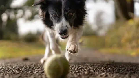 ¿Por qué los perros mueven la cola cuando están felices?