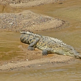 galerçia de fotos de los cocodrilos en Jalisco y Nayarit