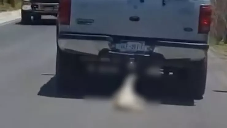 Perrito Santa Rosa.jpeg