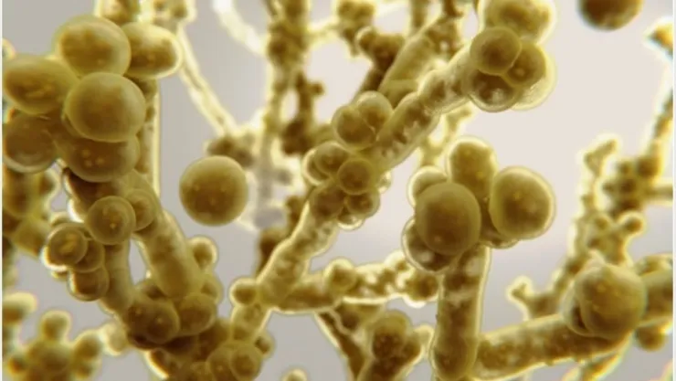 hongo-candida-auris.jpg