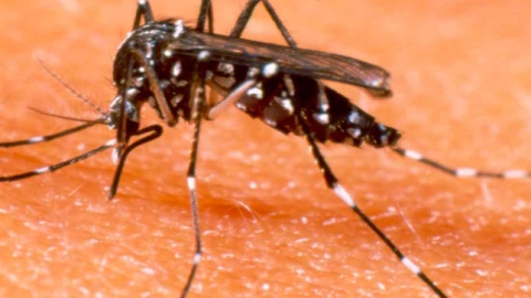 dengue