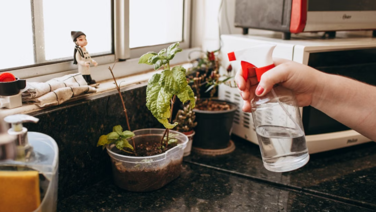 ¿Cómo eliminar los pulgones de las plantas rápido con remedios caseros?