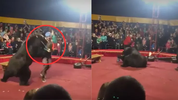 VIDEO | Oso ataca a su domador en pleno espectáculo; ¿cuál es su estado de salud?