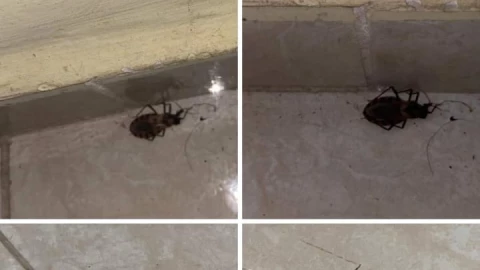 encuentra pic americas