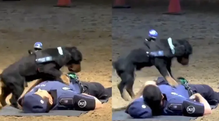 VIDEO: Paco, el perro policía que hace RCP en Madrid; esta es su historia