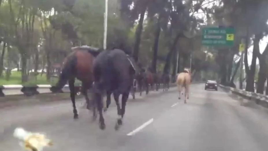 Los caballos pertenecen al al Policía Montada de la SSPDF